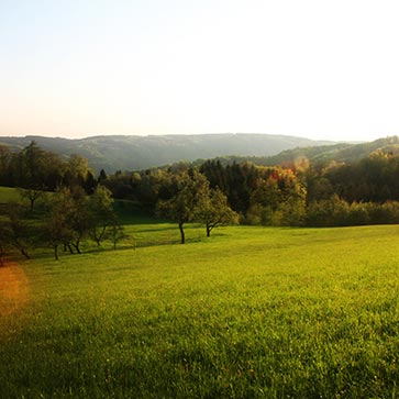 Nachhaltiges_Holz